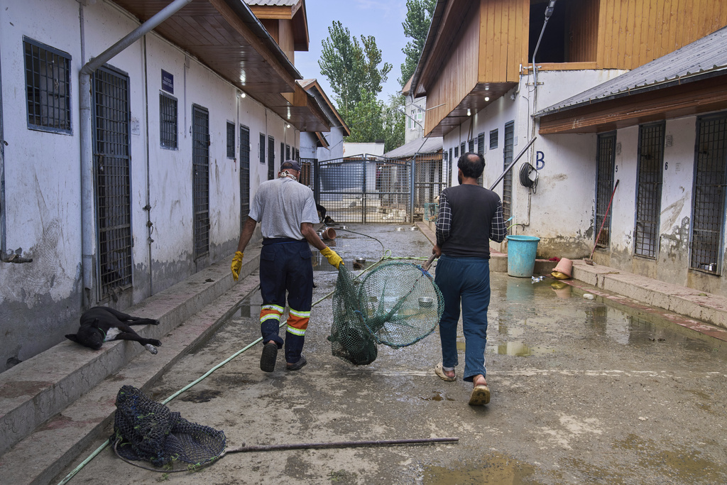 Municipal workers carry a sterilized stray dog in a net before releasing it back from a veterinary hospital, in Srinagar, Indian controlled Kashmir, Tuesday, Sept. 16, 2025. (AP Photo/Dar Yasin)