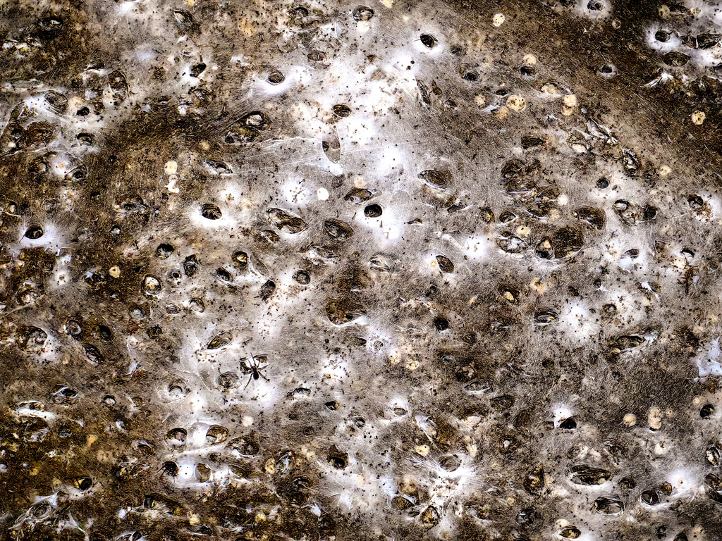 An undated image shows spider webs on a wall in Sulfur Cave, on the Greek-Albanian border. (Istvan Urak via AP)