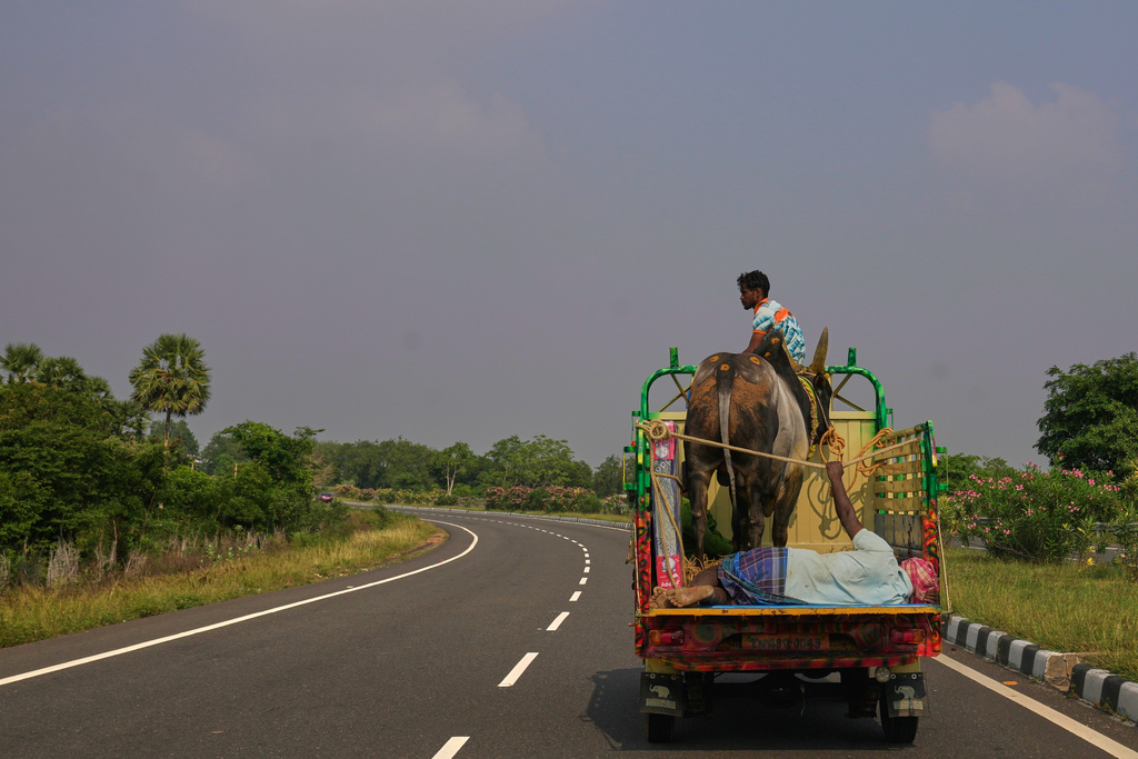 A bull is transported by truck after participating in the Jallikattu bull-taming event at the annual harvest festival called Pongal on the outskirts of Madurai, India, Saturday, Jan. 17, 2026. (AP Photo/Mahesh Kumar A.)