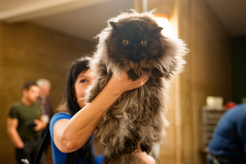 A woman holds a Persian cat during a judging session of an international feline beauty competition, dubbed the Feline Oscars, featuring more than 200 cats, in Bucharest, Romania, Saturday, Sept. 26, 2026. (AP Photo/Andreea Alexandru)