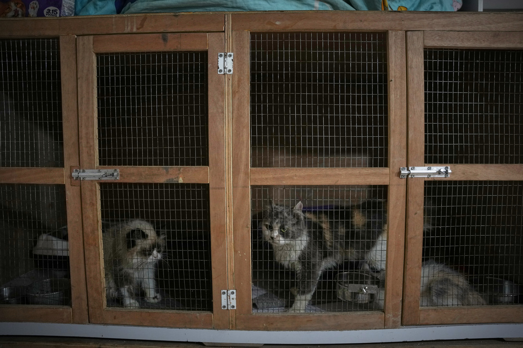 Cats await treatment inside cages at a veterinary clinic in Gaza City, Saturday, June 6, 2026. (AP Photo/Abdel Kareem Hana)