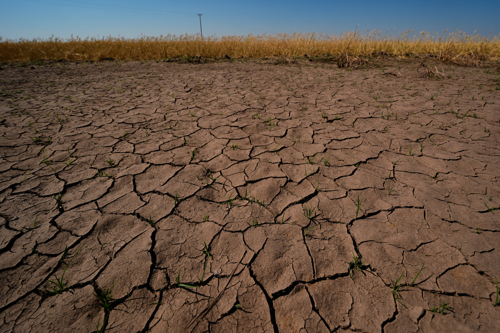 Drought-stressed wheat plants stand adjacent to parched ground in a field near Macksville, Kan., Saturday, May 16, 2026. (AP Photo/Charlie Riedel)