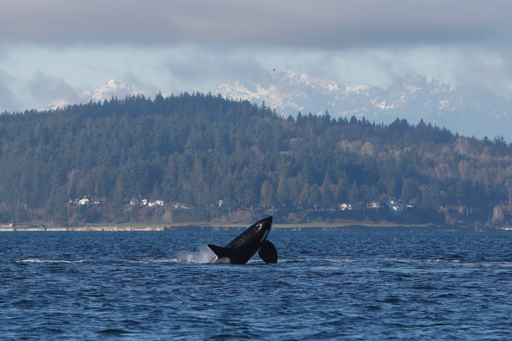 An orca whale breaches the surface of the water off Seattle on Friday, Jan. 16, 2026. The whale was part of a pod that swam by the West Seattle neighborhood, attracting onlookers to shore. (AP Photo/Manuel Valdes)