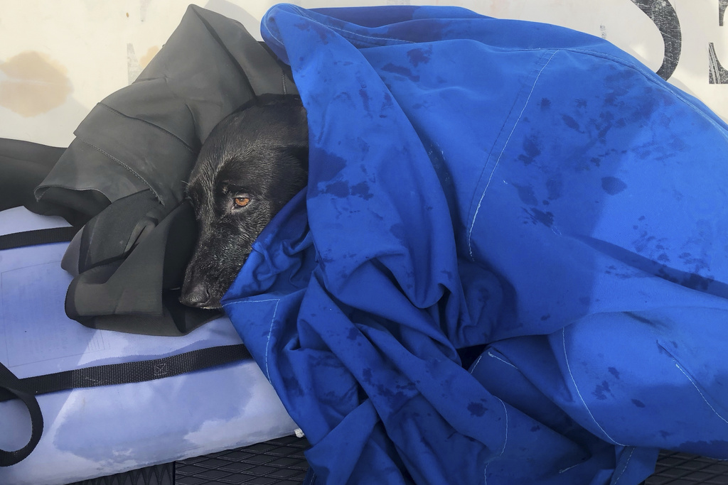This photo released by San Diego Fire-Rescue shows Sadie, a black Labrador retriever-mix, on a lifeguard boat heading to shore after being rescued from the water near Mission Beach, San Diego, Nov. 23, 2025. (San Diego Fire-Rescue via AP)