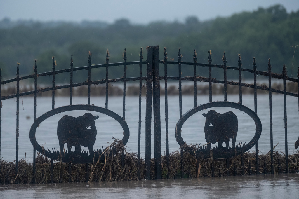 A property's gate featuring cattle is partially submerged with flood waters along State Highway 27 in Comfort, Texas, Thursday, July 16, 2026. (AP Photo/Joel Angel Juarez)
