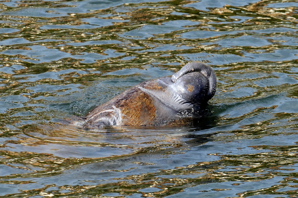 A manatee frolics in the warm water at the Tampa Electric Company Manatee Viewing Center Tuesday, Jan. 13, 2026, in Apollo Beach, Fla. (AP Photo/Chris O'Meara)