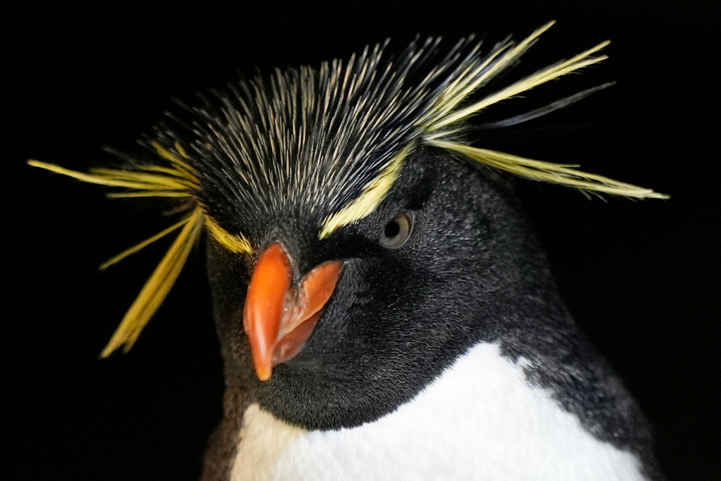 A southern rockhopper penguin at the New England Aquarium in Boston, on Wednesday, Oct. 29, 2025. (AP Photo/Robert F. Bukaty)