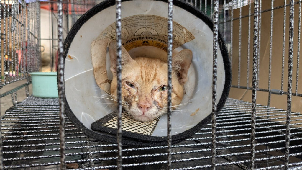 This photo released by Vietnam Cat Welfare shows a rescued cat with a neck brace in Ho Chi Minh City, Vietnam Wednesday, June 17, 2026. (Vietnam Cat Welfare via AP)