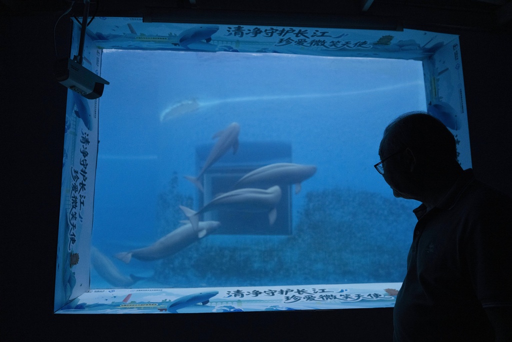 Wang Ding, the hydrobiological researcher who has led the protection of the endangered Yangtze finless porpoise, stands near some of the captive mammals at the Institute of Hydrobiology under the Chinese Academy of Sciences in Wuhan in central China's Hubei province on June 16, 2025. (AP Photo/Ng Han Guan)