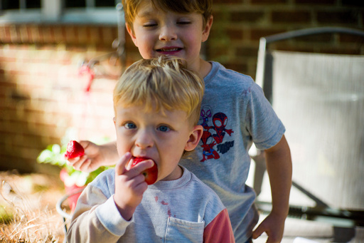 Taylor Moyer's two youngest boys Colton, 4, behind, and Bradley, 2, eat strawberries at home, Sunday, Oct. 5, 2025, in Virginia Beach, Va. (AP Photo/John Clark) Taylor Moyer's two youngest boys Colton, 4, behind, and Bradley, 2, eat strawberries at home, Sunday, Oct. 5, 2025, in Virginia Beach, Va. (AP Photo/John Clark)