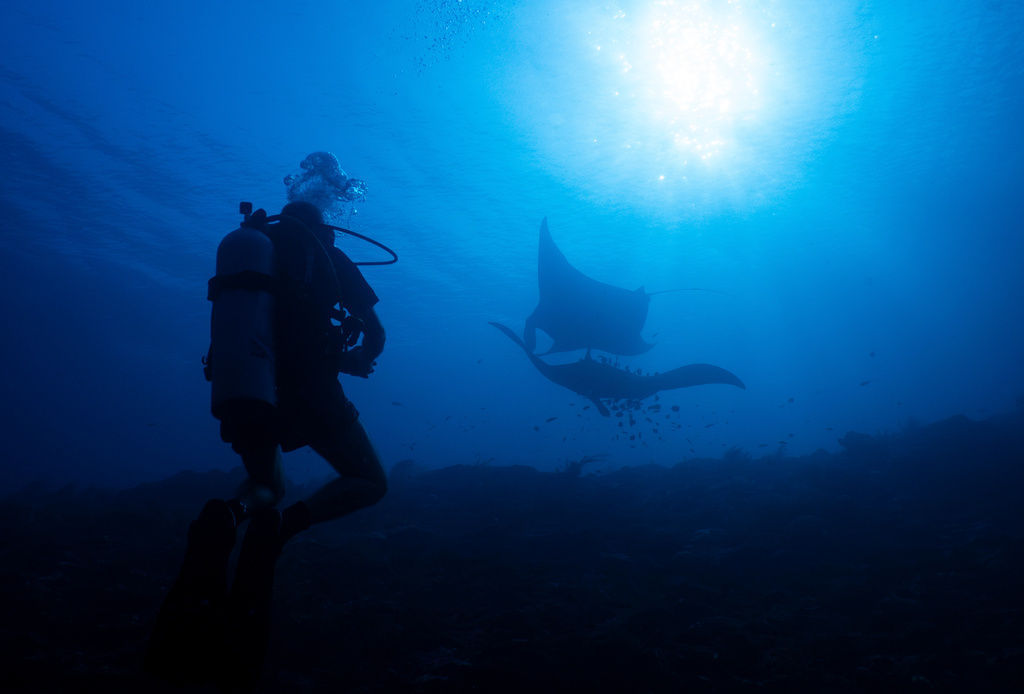 A scuba diver watches oceanic mantas at the Manta Ridge dive site in Raja Ampat, Indonesia, Saturday, March 7, 2026. (AP Photo/Claudia Rosel)