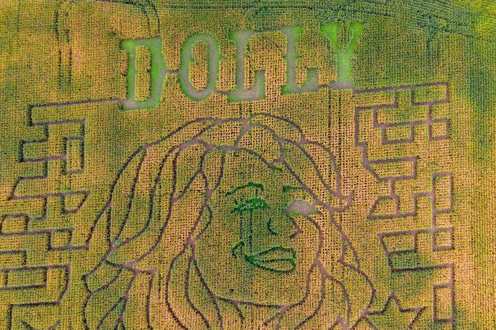 A portrait of Dolly Parton fills a 5-acre corn maze at Twins BBQ Co. in Brookfield, Conn., on Sunday, Sept. 13, 2026. (AP Photo/Ted Shaffrey)