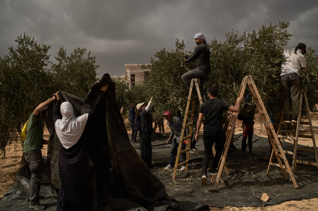 Palestinians and activists collect olives following an attack by Israeli settlers in the West Bank village of Abu Falah, Friday, Oct. 16, 2026. (AP Photo/Leo Correa)