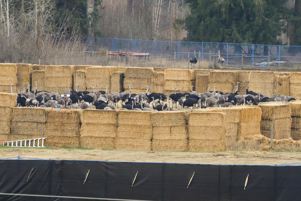Ostriches are corralled near the Universal Ostrich Farms in Edgewood, B.C., after the Supreme Court of Canada declined to hear the farm's appeal against an order to cull more than 300 of its ostriches on Thursday, Nov. 6, 2025. (Aaron Hemens/The Canadian Press via AP)