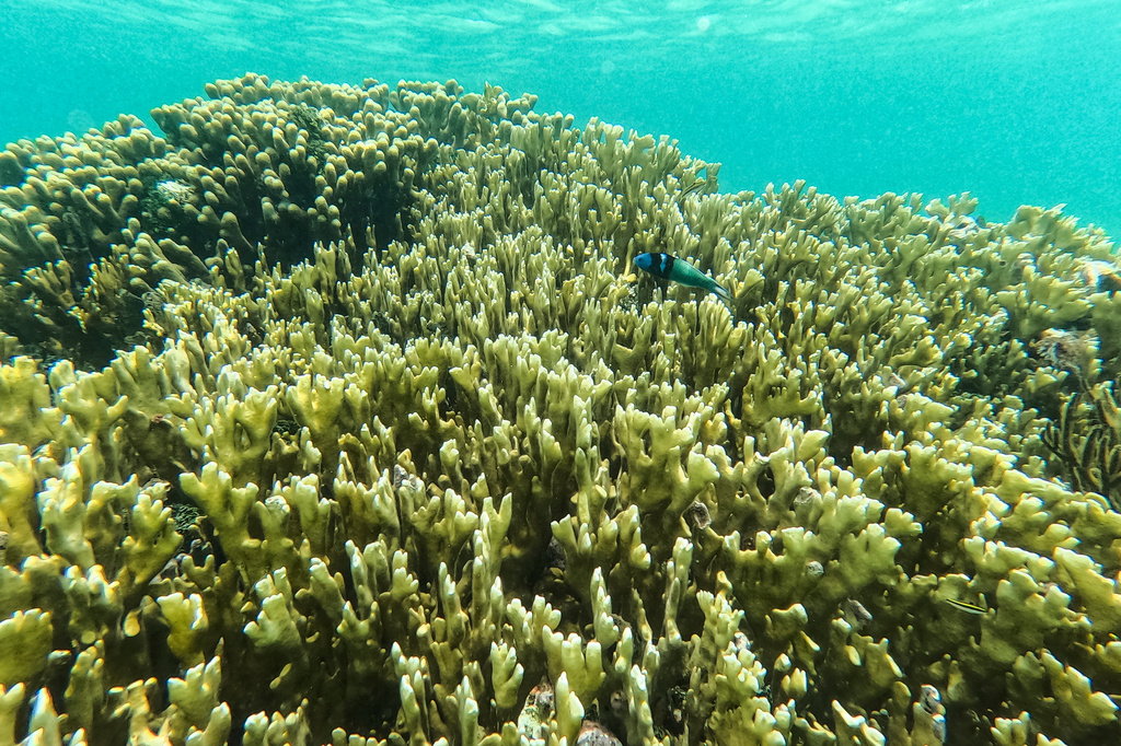 FILE - A fish swims through a coral reef in the Dutch Cays of Guna Yala on Panama's Caribbean coast, Aug. 25, 2026. (AP Photo/Matias Delacroix, File)