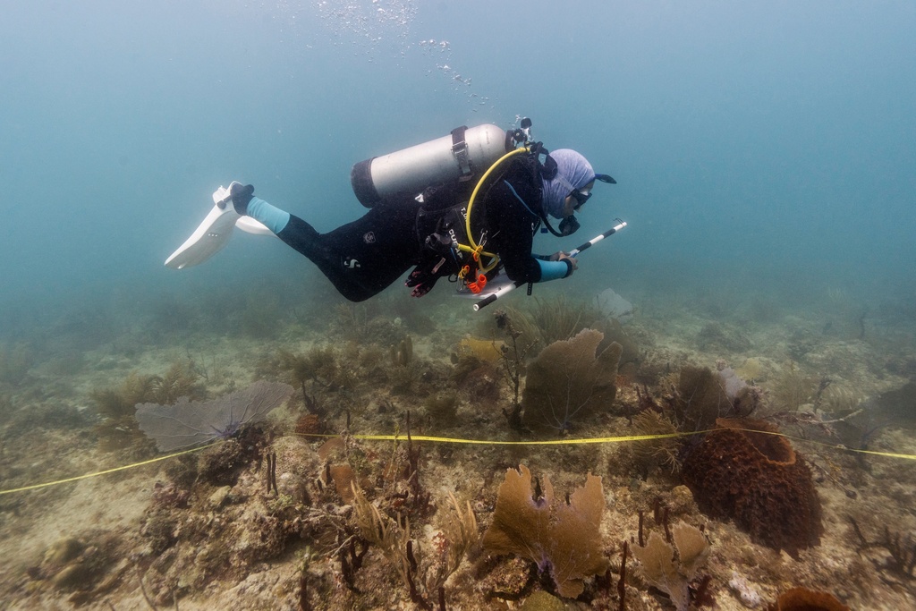 Estefany Vargas, laboratory coordinator at Fundemar, conducts observations and takes measurements on the physical state of corals in Bayahibe, Dominican Republic on Oct. 17, 2025. (AP Photo/Francesco Spotorno)