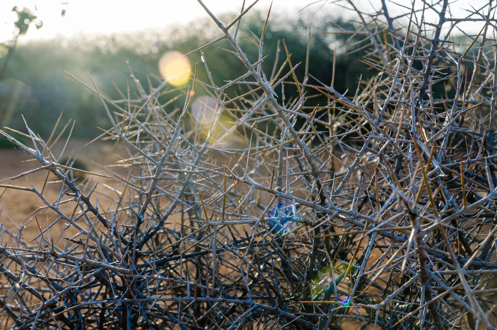 Sun shines on Commiphora myrrha trees with large thorns to protect itself against grazing livestock and wildlife Saturday, Jan. 10, 2026, in Sanqotor, Ethiopia. (AP Photo/Julianne Gauron)