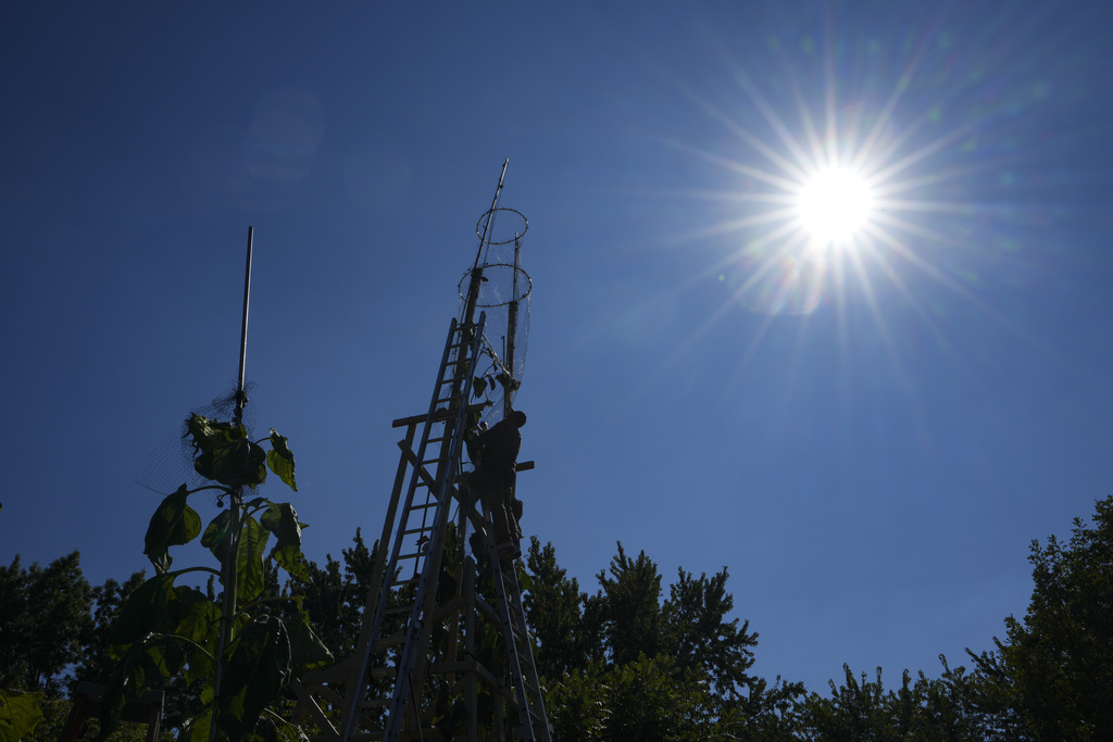Alex Babich, climbs on the structure that surrounds his nearly 36-feet high sunflower that holds the world record for the tallest flower at his home in Fort Wayne, Ind., Thursday, Sept. 11, 2025. (AP Photo/Michael Conroy)