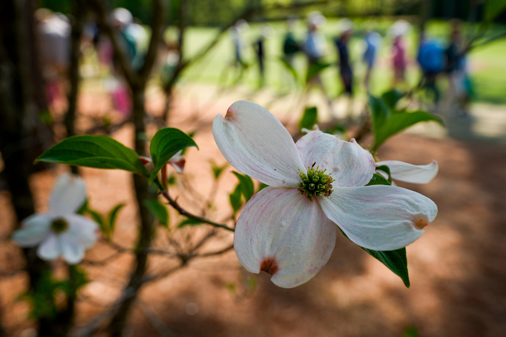 Patrons walk past a white dogwoods on the 11th hole during a practice round ahead of the Masters golf tournament at the Augusta National Golf Club, Wednesday, April 8, 2026, in Augusta, Ga. (AP Photo/Eric Gay)