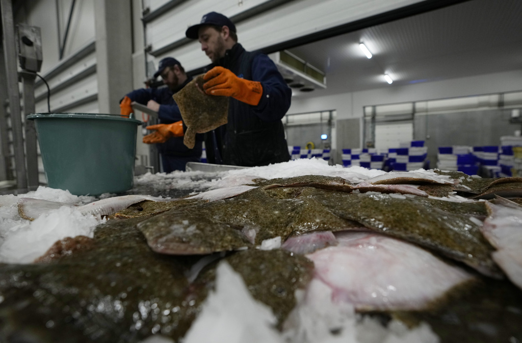 FILE - A worker checks the quality of fish during the morning seafood auction in Ostend, Belgium, Friday, Feb. 11, 2022. (AP Photo/Virginia Mayo, File)