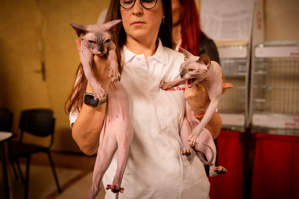 A woman holds Sphynx cats during a judging session of an international feline beauty competition, dubbed the Feline Oscars, featuring more than 200 cats, in Bucharest, Romania, Saturday, Sept. 26, 2026. (AP Photo/Vadim Ghirda)