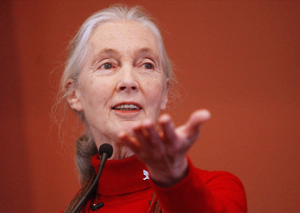 FILE - Primatologist Jane Goodall addresses a Harvard Law School symposium, "The Evolving Legal Status of Chimpanzees," in Cambridge, Mass., Sept. 30, 2002. (AP Photo/Chitose Suzuki, File)