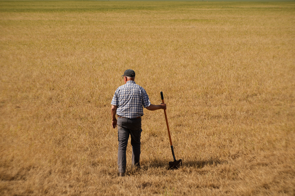 Farmer Vance Ehmke checks a wheat field decimated by wheat streak mosaic virus Friday, May 15, 2026, on his farm near Healy, Kan. (AP Photo/Charlie Riedel)
