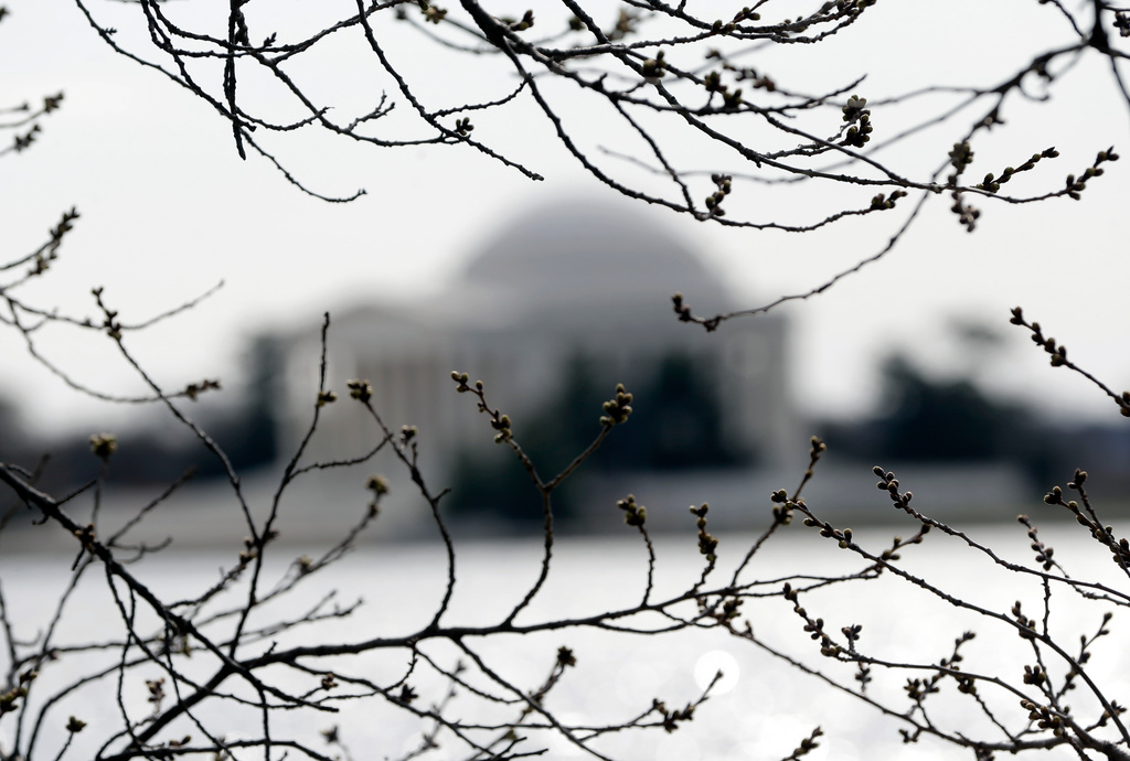 Cherry trees begin to bloom near the Jefferson Memorial, Friday, March 13, 2026, at the Tidal Basin in Washington. (AP Photo/Rahmat Gul)