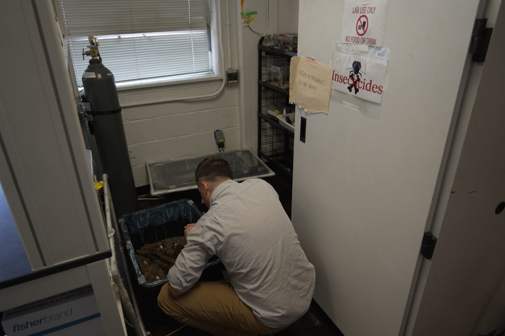 Assistant Professor Christopher Hayes checks a container filled with ants on the floor of his Structural Pest Research Lab at North Carolina State University in Raleigh, N.C., on Monday, Aug. 3, 2026. (AP Photo/Allen G. Breed)