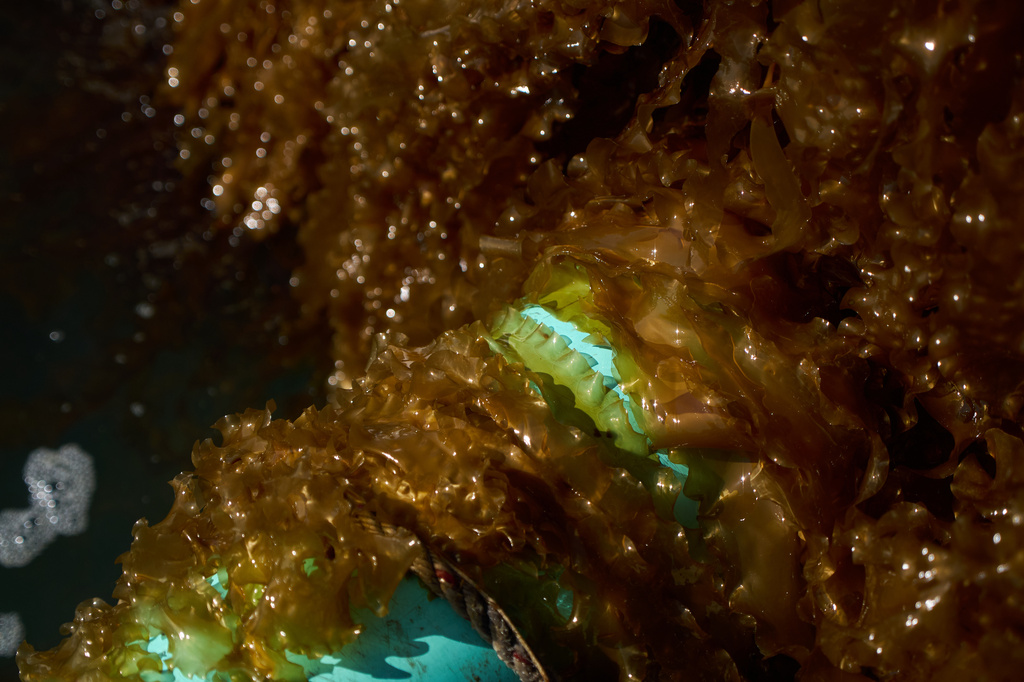 Harvested kelp sits in Point Judith, R.I., Friday, March 20, 2026. (Ana Georgescu/MIT Graduate Program in Science Writing via AP)