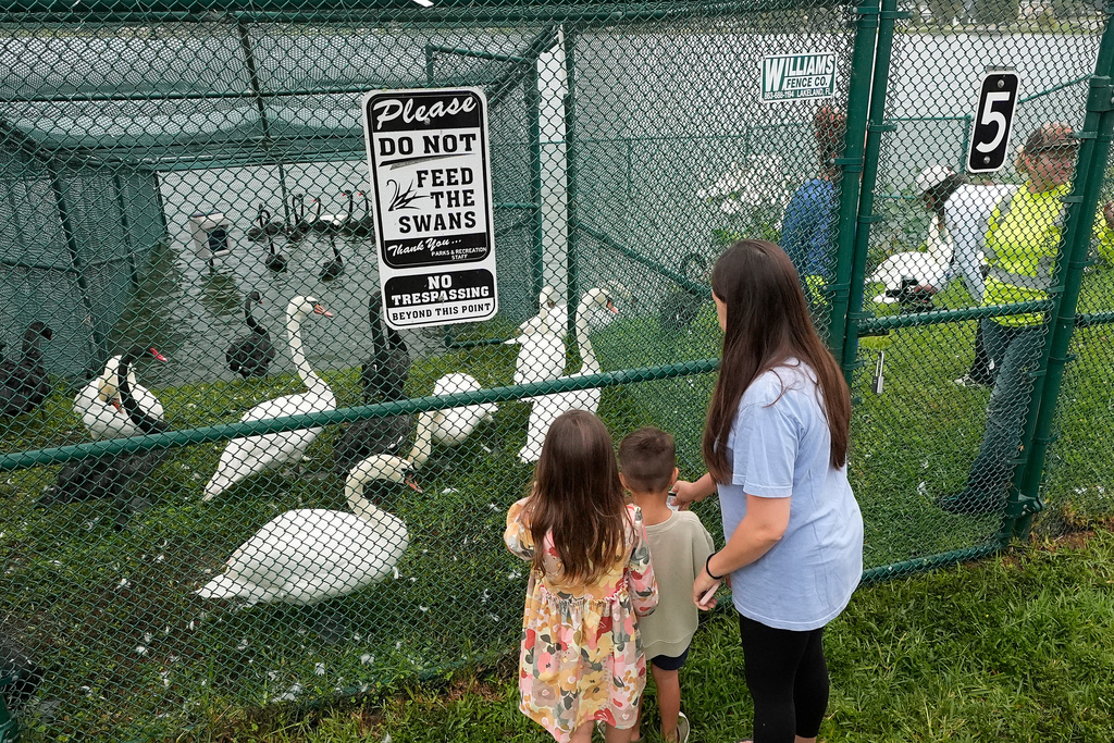 Residents look at swans in a cage during the city of Lakeland's 45th annual swan roundup on Lake Morton Tuesday, Oct. 28, 2025, in Lakeland, Fla. The Lake Morton swan population dates back to 1957, when Queen Elizabeth II of the United Kingdom gifted a pair of swans to the city. (AP Photo/Chris O'Meara)
