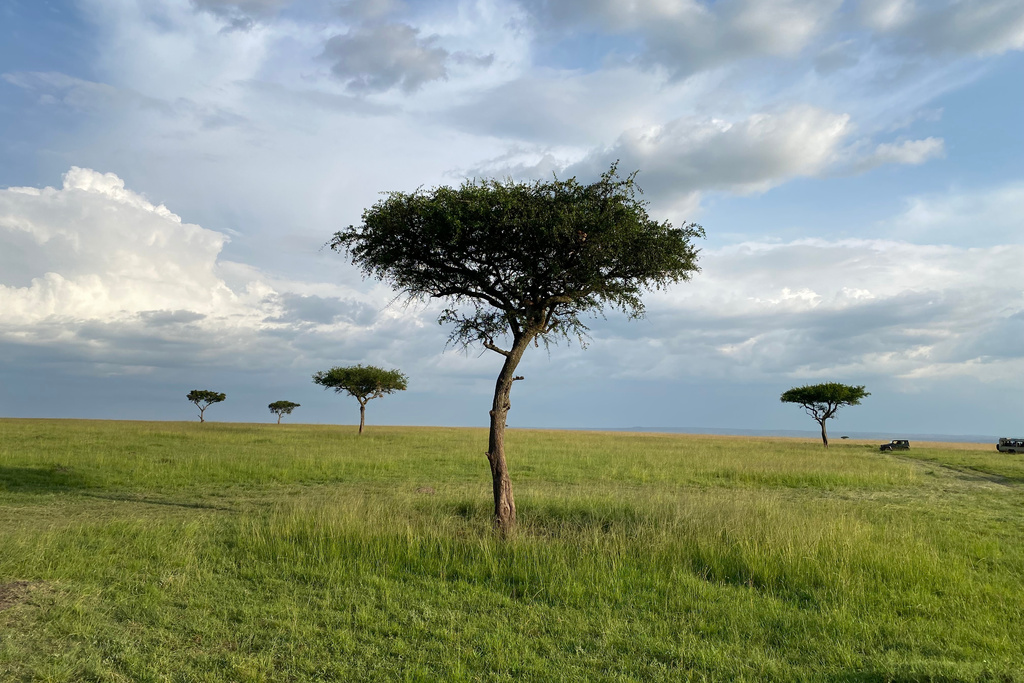 Umbrella acacia trees, one of the most recognizable trees of the African Savanna, appear in the Masai Mara national reserve in southern Kenya, May 27, 2025. (John Dowling via AP)
