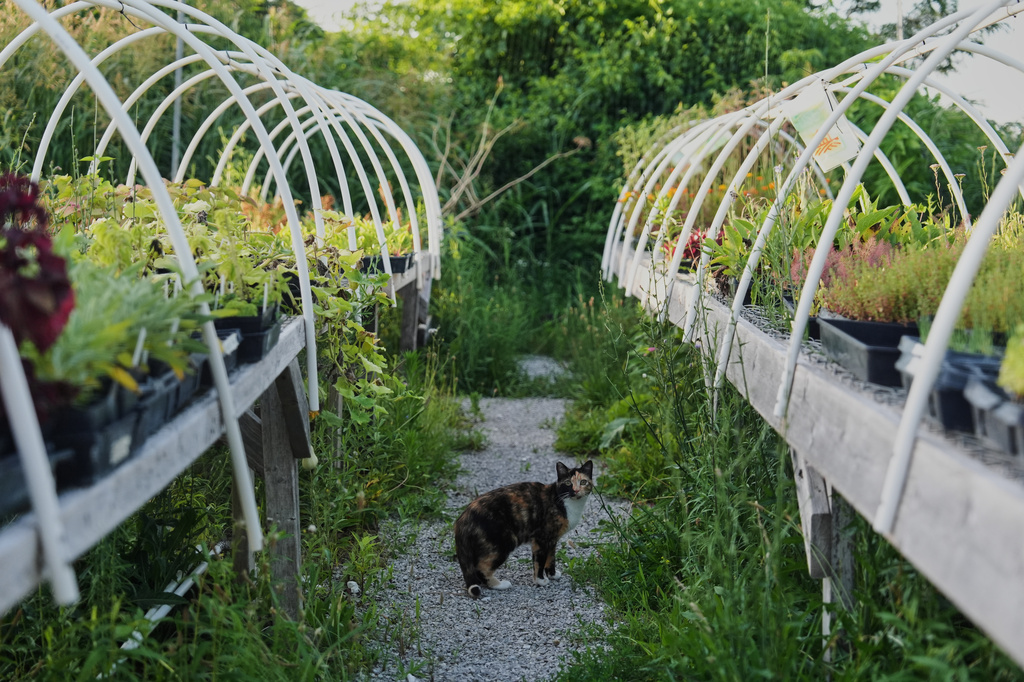 A cat pauses between rows of crops waiting for planting Wednesday, July 1, 2026, at a farm in Brooksville, Ky. (AP Photo/Joshua A. Bickel)