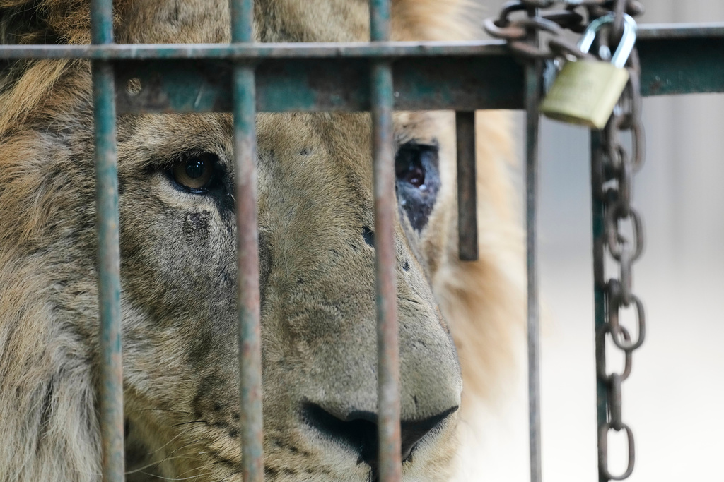 A lion peers out of a cage at the former Lujan Zoo, which closed in 2020, where in recent days a global animal welfare organization has been treating animals, in Lujan, Argentina, Thursday, Oct. 30, 2025. (AP Photo/Natacha Pisarenko)