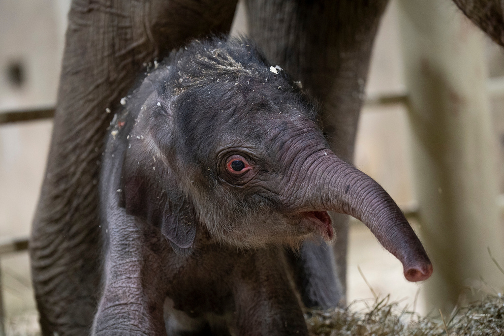An Asian elephant calf is seen Tuesday, Oct. 21, 2025 in Powell, Ohio. (Amanda Carberry/Columbus Zoo and Aquarium via AP)