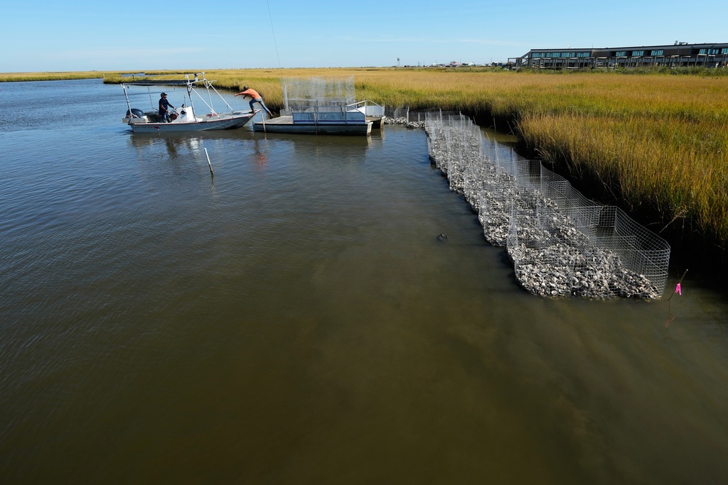 Volunteers maneuver a small barge during a reef barrier project organized by the Coalition To Restore Coastal Louisiana in Cocodrie, La., Friday, Oct. 24, 2025. (AP Photo/Gerald Herbert)