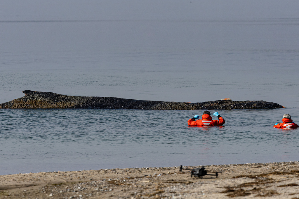 People from the Institute for Terrestrial and Aquatic Wildlife Research observe a whale washed up on the beach on the Baltic coast near Timmendorfer Strand, Germany, Monday, March 23, 2026. (Ulrich Perrey/dpa via AP)