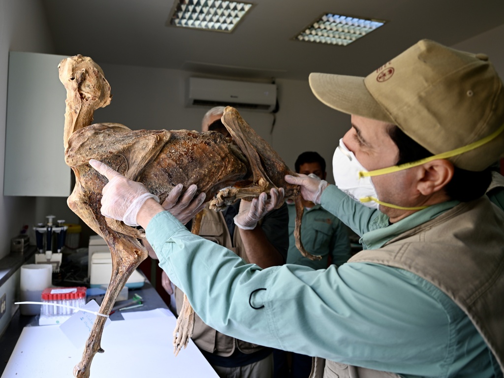 This undated image provided by Communications Earth and Environment shows a researcher examining a mummified cheetah in the lab. (Ahmed Boug/Communications Earth and Environment via AP)