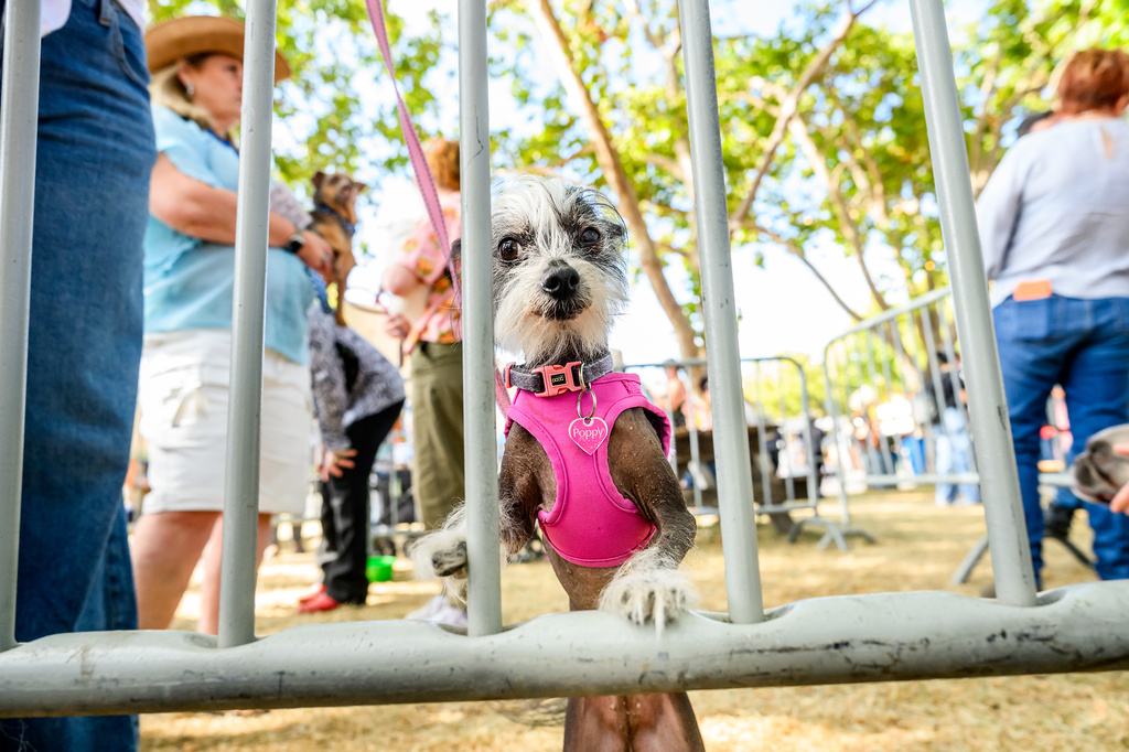 Poppy, a 7-year-old Chinese Crested, prepares to compete in the World's Ugliest Dog Contest at the Sonoma County Fair in Santa Rosa, Calif., on Friday, Aug. 14, 2026. (AP Photo/Noah Berger)