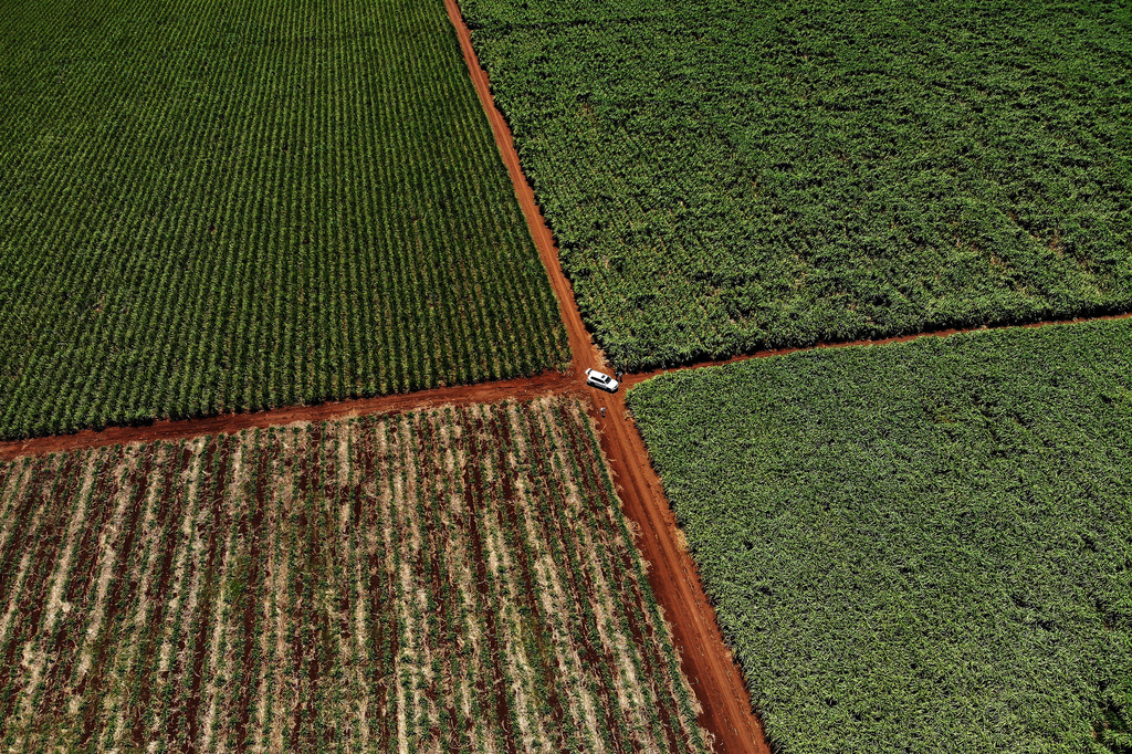 FILE - Farm workers harvest sugar cane on the property of Charles Senekal near the South African town of Mkuze, Kwazulu-Natal, Nov. 30, 2018. (AP Photo/Jerome Delay, File)