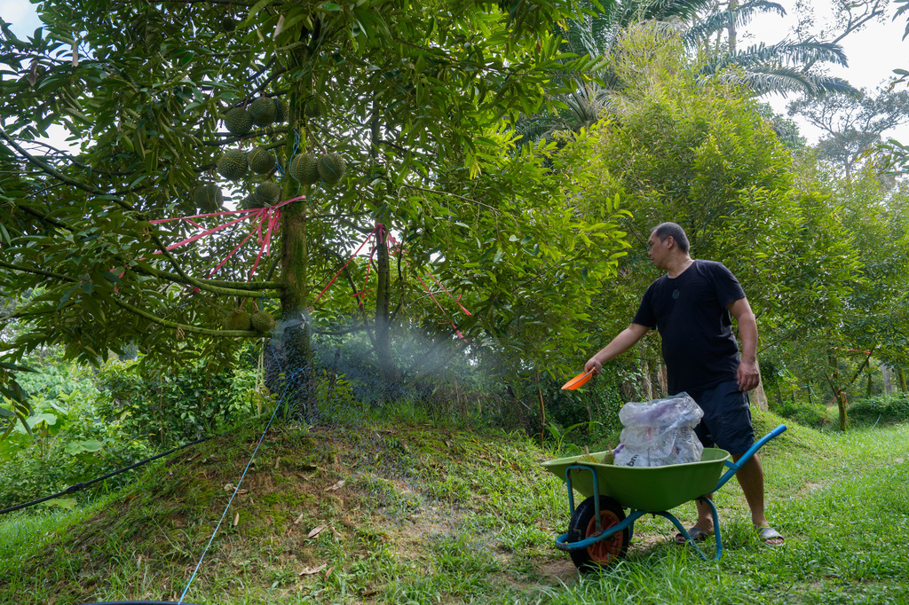 Durian farmer Stephen Chow sprays fertilizer on a tree at an orchard in Karak, Pahang state, Malaysia, Tuesday, June 23, 2026. (AP Photo/Vincent Thian)