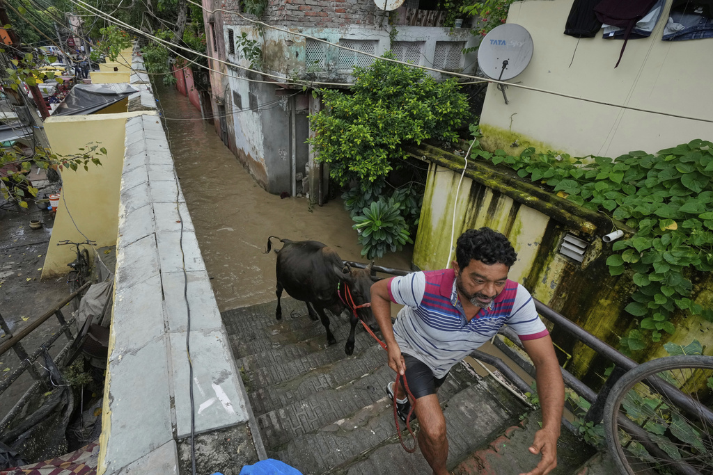 A resident pulls a bull from floodwater up some stairs to a safer place in New Delhi, India, Tuesday, Sept. 2, 2025, after the banks of the Yamuna River were swollen by incessant rain from the higher regions. (AP Photo/Manish Swarup)