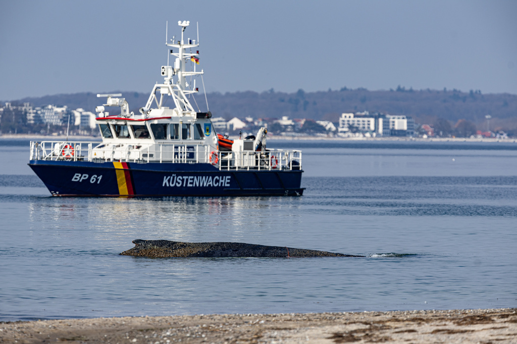 A cost guard boat patrols near a whale which washed up on the beach on the Baltic coast near Timmendorfer Strand, Germany, Monday, March 23, 2026. (Ulrich Perrey/dpa via AP)