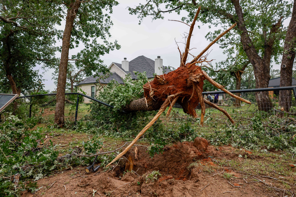 A large uprooted tree rests on Jason Salois' fence and in his neighbor's yard after a tornado moved through the area, Sunday, April 26, 2026, in Springtown, Texas. (Elías Valverde II/The Dallas Morning News via AP)