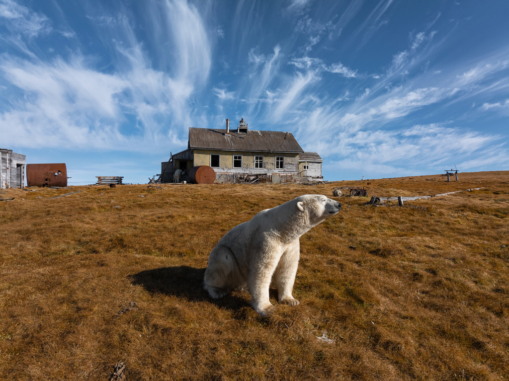 A polar bear is seen in front of an abandoned research station on Koluchin Island, off Chukotka, Russia, in the country's Far East, on Sunday, Sept. 14, 2025. (AP Photo/Vadim Makhorov)
