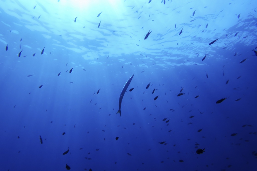 FILE - A barracuda, center, swims in the protected area of France's Porquerolles National Park ahead of the U.N. Ocean Conference on June 6, 2025. (AP Photo/Annika Hammerschlag, File)