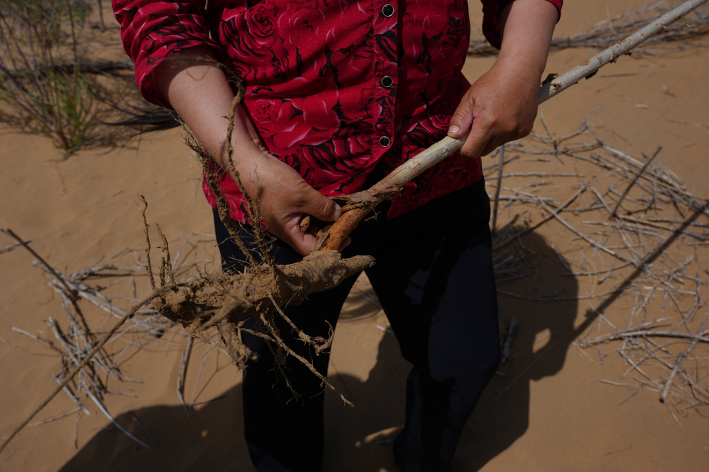 Yin Yuzhen, a sand-control worker, holds up a plant that did not survive because it was not planted deep enough while at a desertification control site at the Engebei Ecological Area near Ordos in northern China's Inner Mongolia province on Friday, June 12, 2026. (AP Photo/Ng Han Guan)