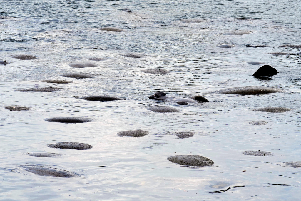 Manatees rest as they enjoy the warm water at the Tampa Electric Company Manatee Viewing Center Tuesday, Jan. 13, 2026, in Apollo Beach, Fla. (AP Photo/Chris O'Meara)
