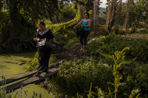 Jasmín Ordóñez, left, and Cassandra Garduño, right, cross an improvised bridge in Garduño's chinampa, an island farm built by the Aztecs thousands of years ago, in San Gregorio Atlapulco, a borough of Mexico City, Sept. 20, 2025. (AP Photo/Felix Marquez) Jasmín Ordóñez, left, and Cassandra Garduño, right, cross an improvised bridge in Garduño's chinampa, an island farm built by the Aztecs thousands of years ago, in San Gregorio Atlapulco, a borough of Mexico City, Sept. 20, 2025. (AP Photo/Felix Marquez)