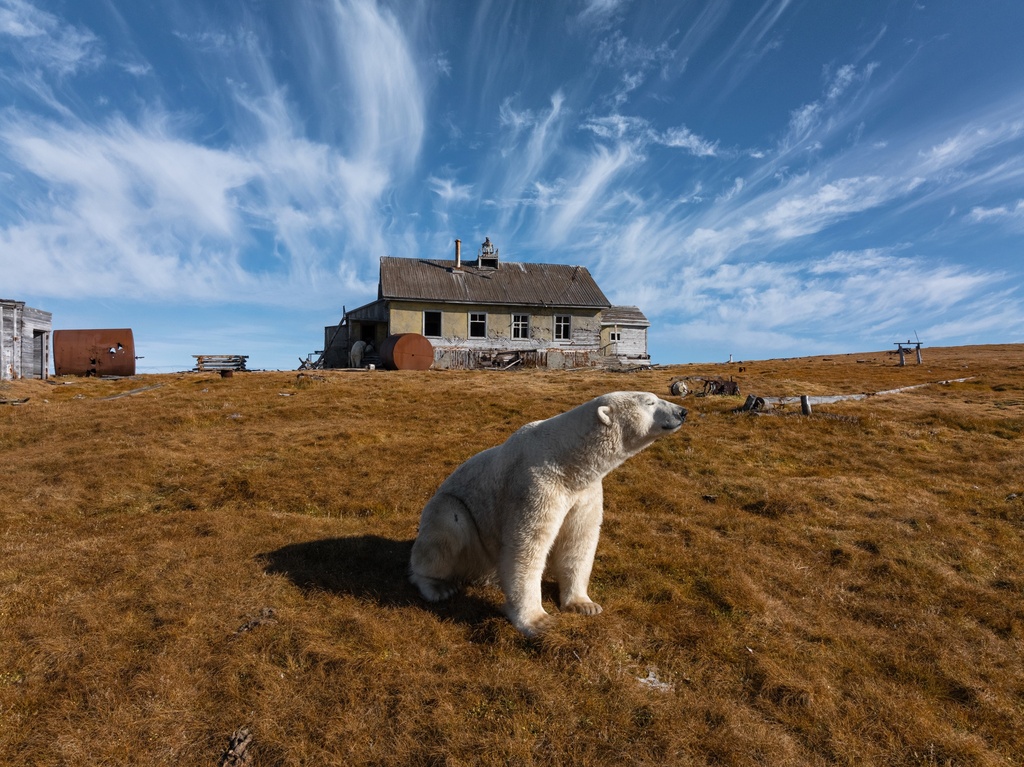 A polar bear is seen in front of an abandoned research station on Koluchin Island, off Chukotka, Russia, in the country's Far East, Sept. 14, 2025. (AP Photo/Vadim Makhorov, File)